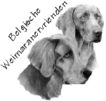 weimaraner